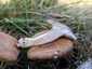 Ördögszekér-laskagomba (Pleurotus eryngii), Budai-hegység